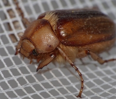 Rhizotrogus aestivus