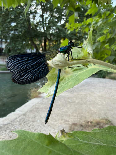 Banded Demoiselle