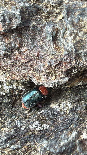 Black-headed Melyrid photo 5