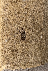 Euparius