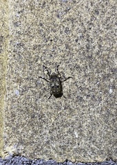 Euparius