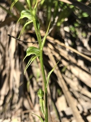 Pterostylis daintreana