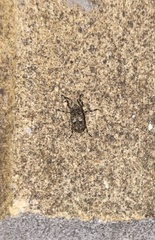 Euparius