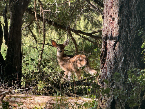 iNaturalist observation photo of Columbian Black-tailed Deer