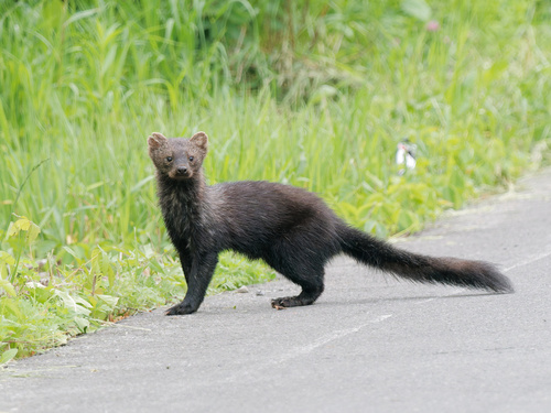 Fisher, photo 4 of 10