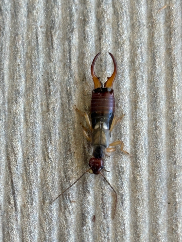 European Earwig