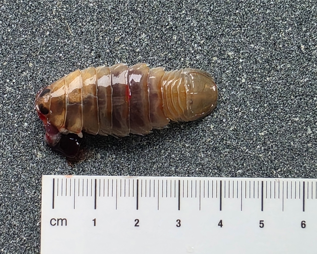 Rocinela angustata