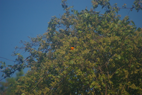 Baltimore Oriole