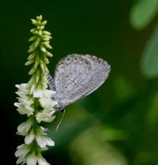 Celastrina neglecta