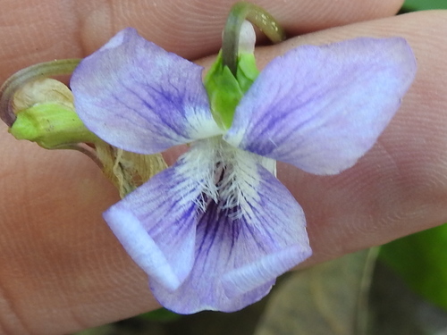 Image of Viola lovelliana by (c) Sam Kieschnick, some rights reserved (CC BY)