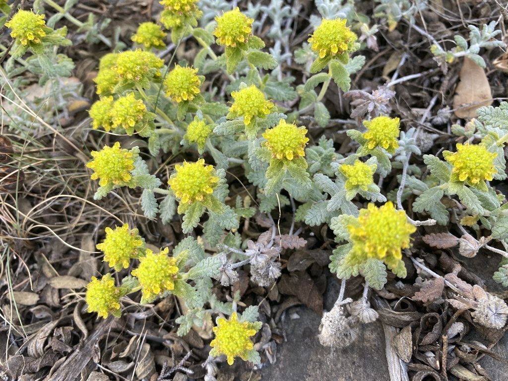 Teucrium aureum; photograph (c) Léo Souillard, some rights reserved (CC BY)