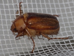 Rhizotrogus aestivus