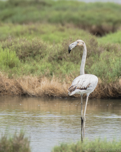 iNaturalist image