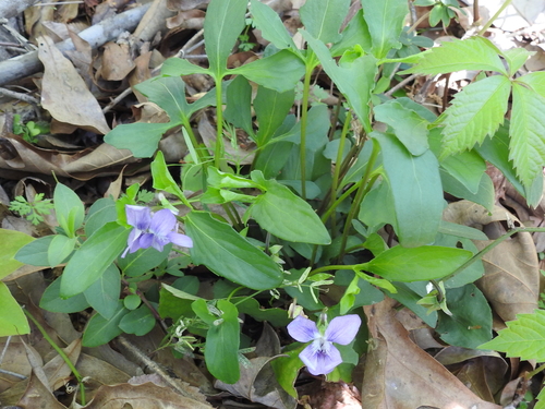 Image of Viola lovelliana by (c) Sam Kieschnick, some rights reserved (CC BY)