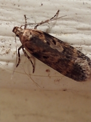 Chionodes mediofuscella