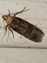 Chionodes mediofuscella