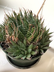 Aristaloe aristata