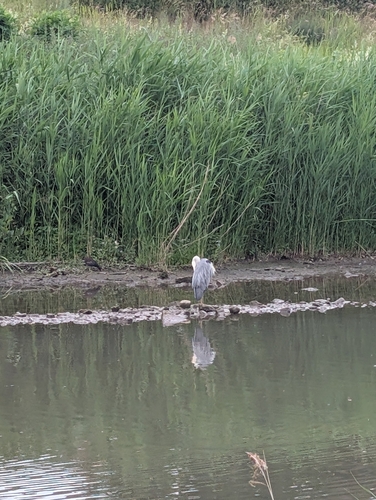 iNaturalist image