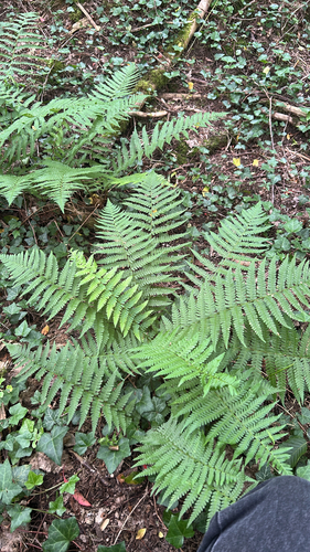 male fern