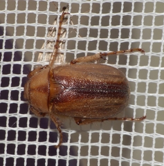 Rhizotrogus aestivus