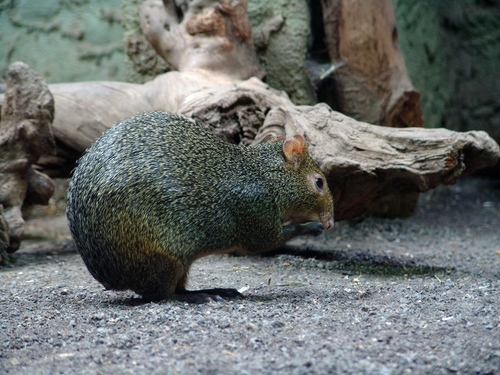 Azara's Agouti, photo 8 of 8