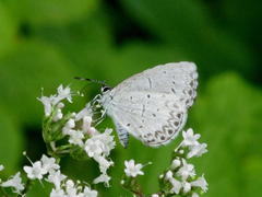 Celastrina neglecta