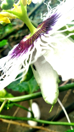 Conotelus