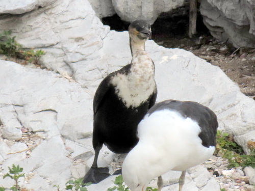 iNaturalist image