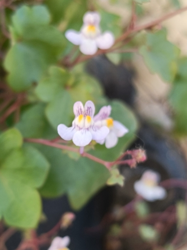 Ivy-leaved toadflax