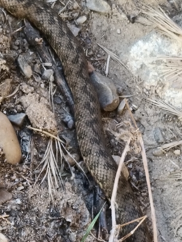Viperine Snake