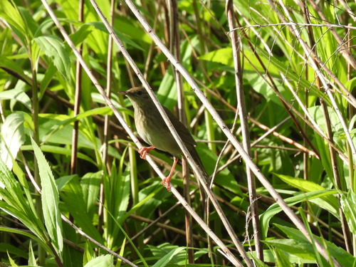 River Warbler, Знаменск, Калининградская обл., Россия, 238200, photo 7 of 10