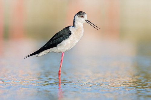 iNaturalist: (c) aarvs, some rights reserved (CC BY-NC) iNaturalist image