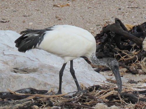 iNaturalist image