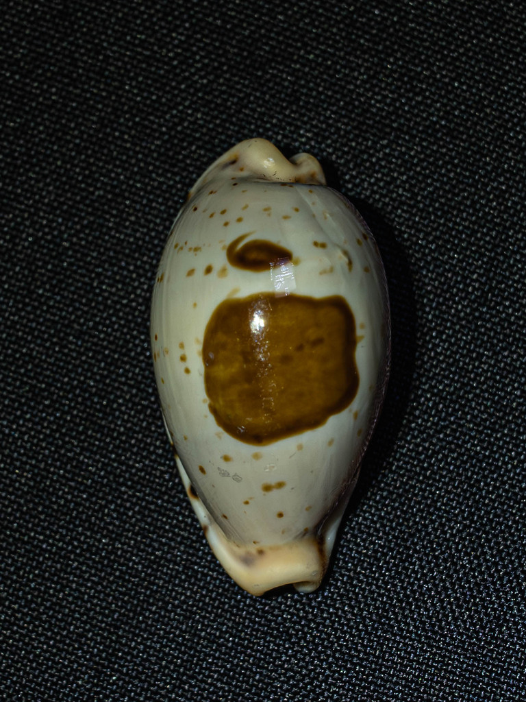 Saul's cowrie (Palmadusta saulae)