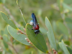 Callomelitta picta