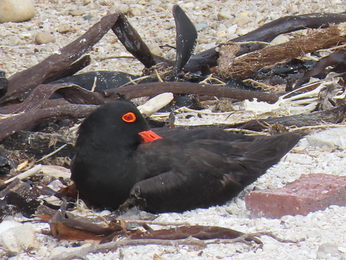 iNaturalist image