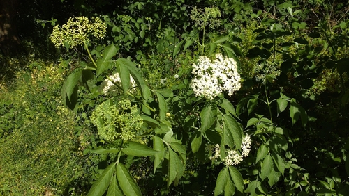 European black elderberry