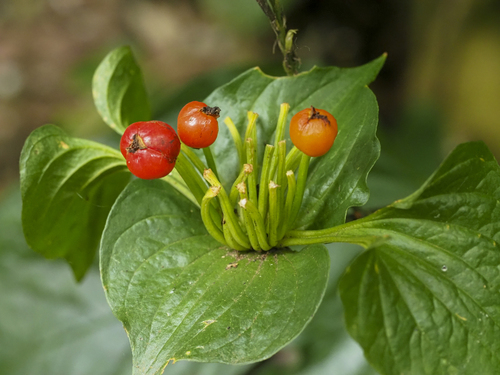 Tacca palmata, photograph 2