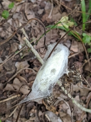 Pisaurina mira