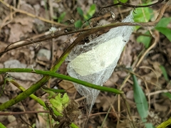 Pisaurina mira