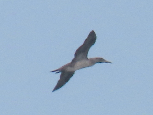 iNaturalist image