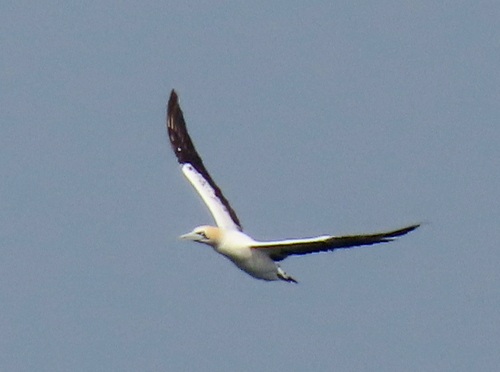 iNaturalist image