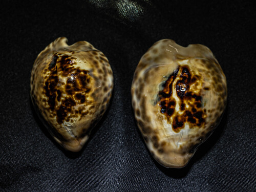 Cypraea teulerei observed 2026-02-07
