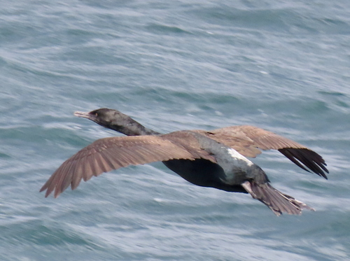 iNaturalist: (c) Gigi Laidler, some rights reserved (CC BY-NC), uploaded by Gigi Laidler iNaturalist image