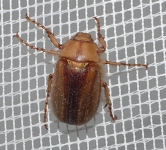 Rhizotrogus aestivus