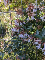 Abelia × grandiflora