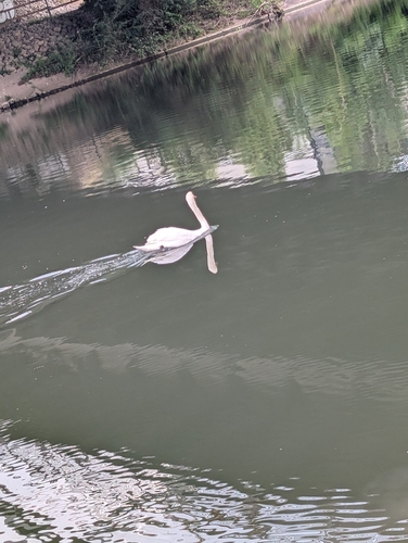 Mute Swan