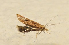 Diasemia disjectalis