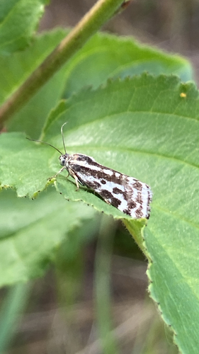 Spotted Sulphur