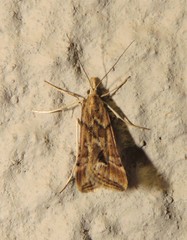 Diasemia disjectalis